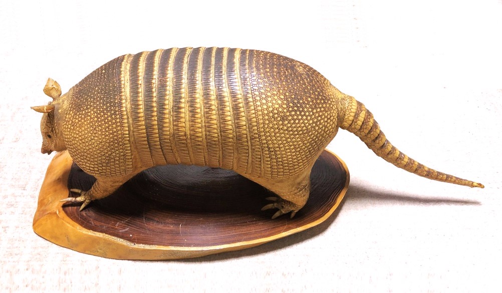 ココノオビアルマジロ剥製 】 合法品 完全体（一部修復） 木台付