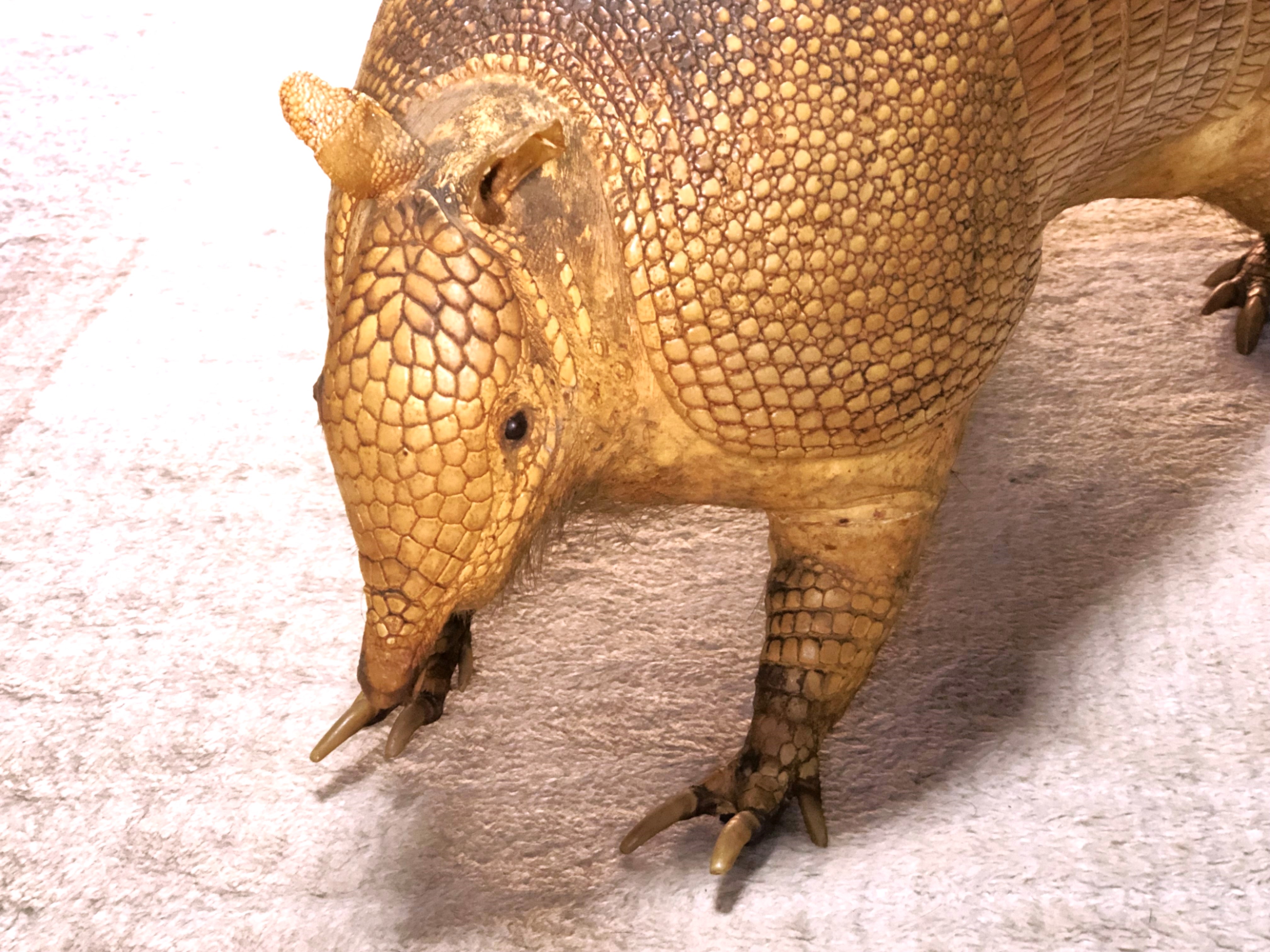 ココノオビアルマジロ　剥製 ココノオビアルマジロ剥製 】 合法品 完全体（一部修復） 木台付
